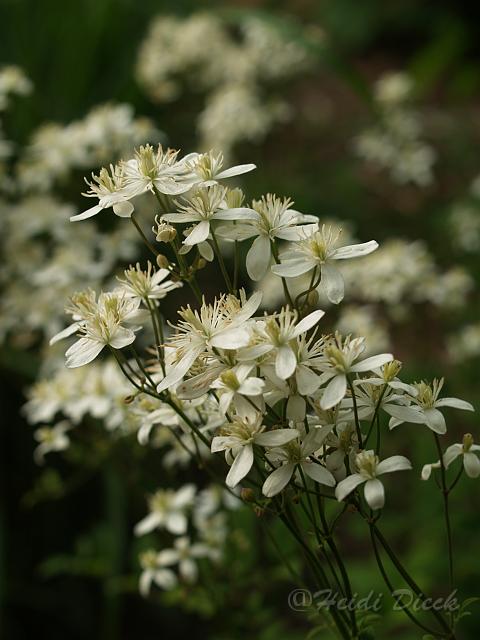 Clematis recta Peverill_1.JPG - Clematis recta 'Peverill' / Aufrechte Waldrebe / Herrenkamper Gärten